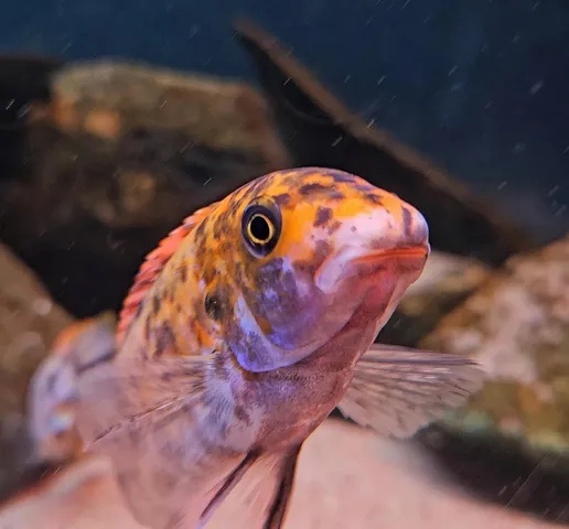 Labeotropheus trewavasae 'Lundo Island'